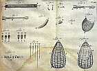 Wood worm